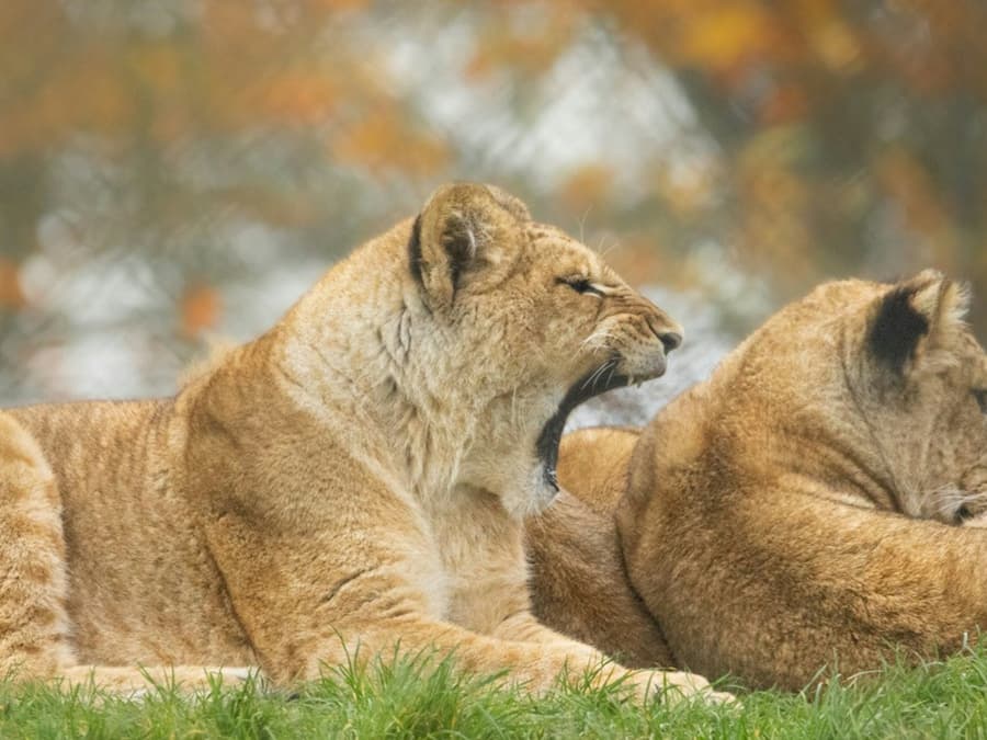ZSL Whipsnade Zoo: Entry Ticket