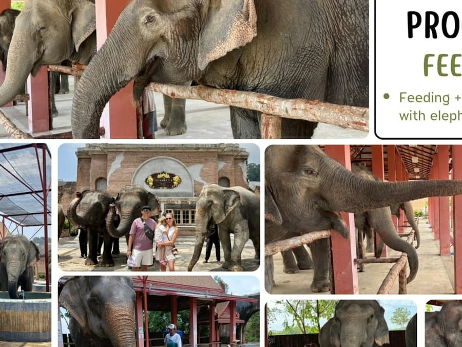 Freedom Elephant Reserve Phuket: Entry + Feeding Experience
