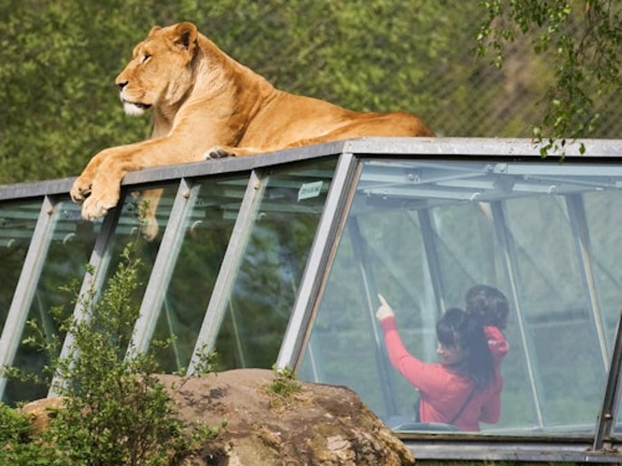 Safari Thoiry: Entry Ticket