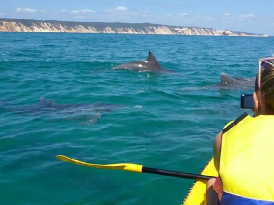 Noosa: Tour giornaliero con avvistamento delfini, kayak in mare e avventura in 4x4 sulla spiaggia