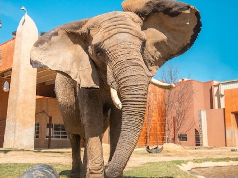 Toledo Zoo & Aquarium: Entry Ticket