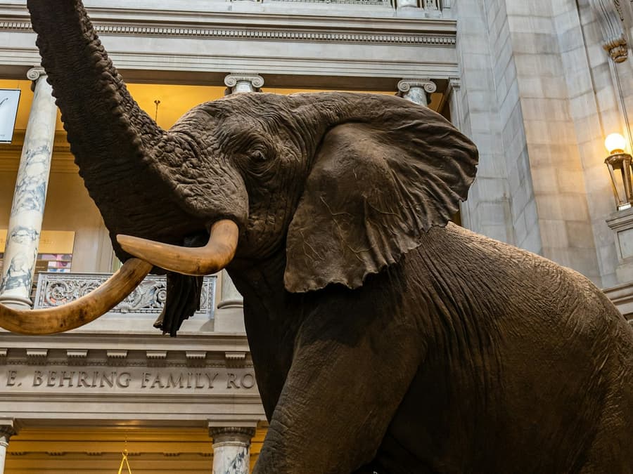 Smithsonian Institution Museums: Guided Walking Tour + Air & Space Timed Entry