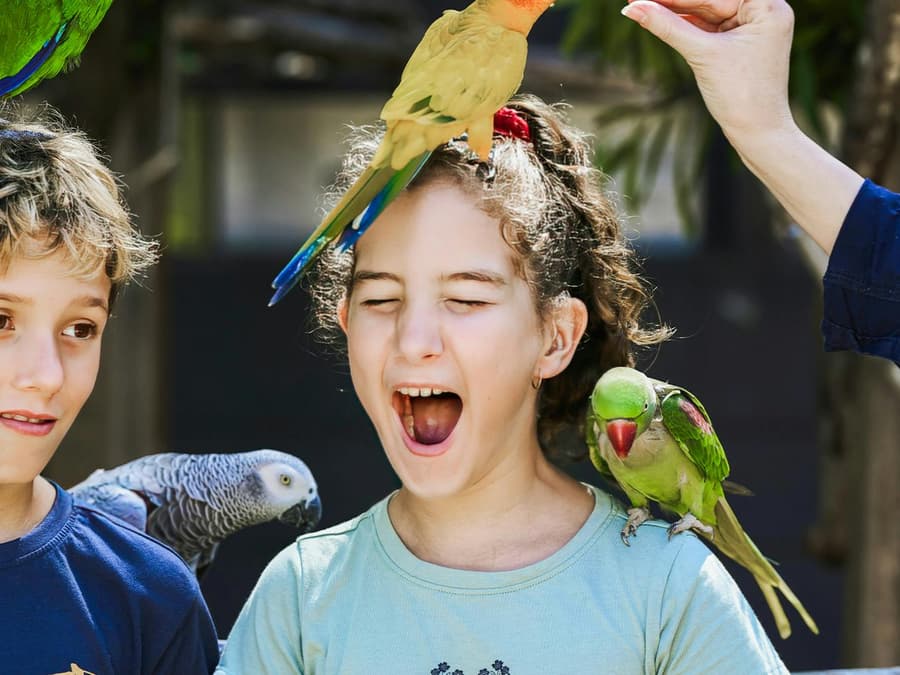 Tickets to Maleny Botanic Gardens and Bird World