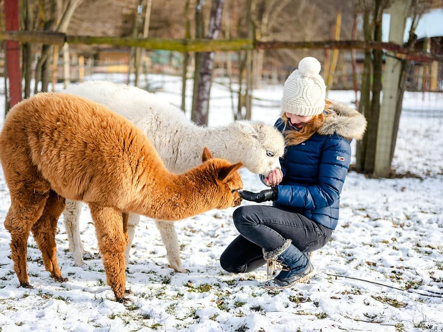 Rovaniemi: Santa's Reindeer & Husky Safari + Aurora BBQ