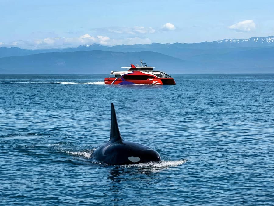 Seattle WIldlife & Whale Watching Tour