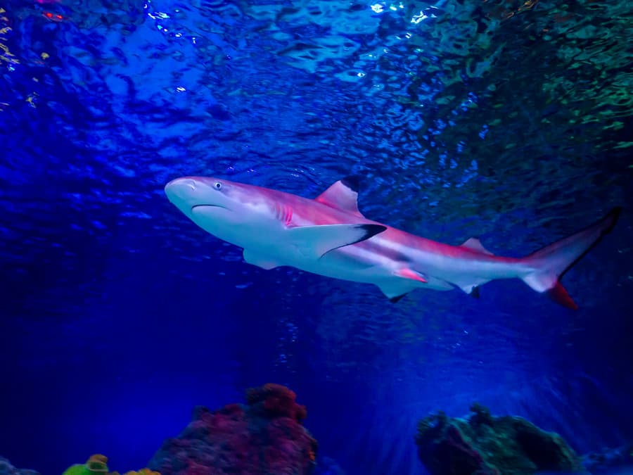 SEA LIFE Loch Lomond Anytime Entry Ticket