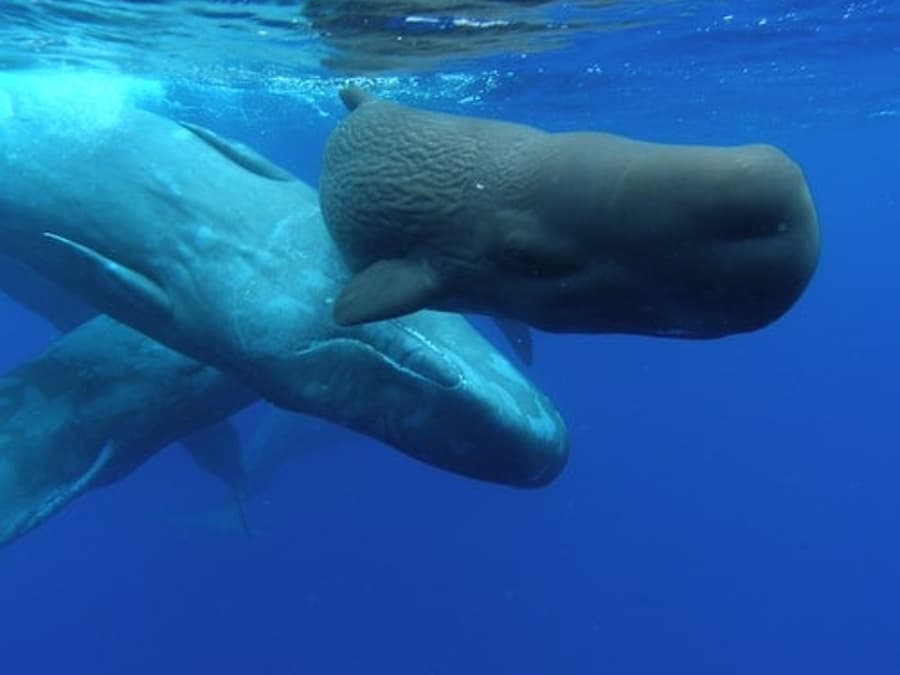 Whale and Dolphin Watching Cruise from Ponta Delgada