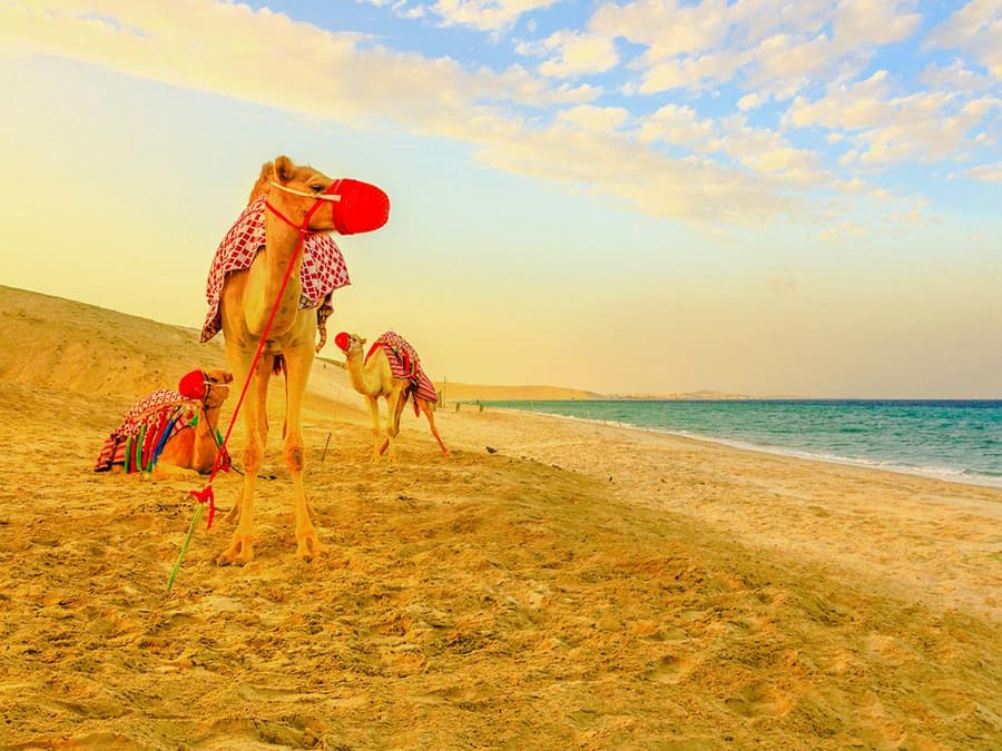 Premium Doha Desert Safari with Dune Bashing, Sandboarding, Camel Ride, Quad Biking & Inland Sea
