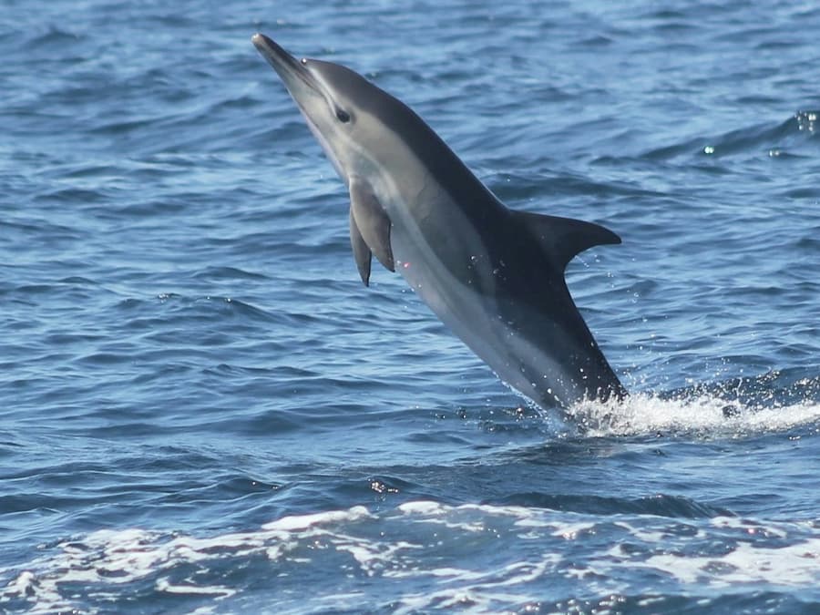 Sagres: Guided Dolphin Watching Tour