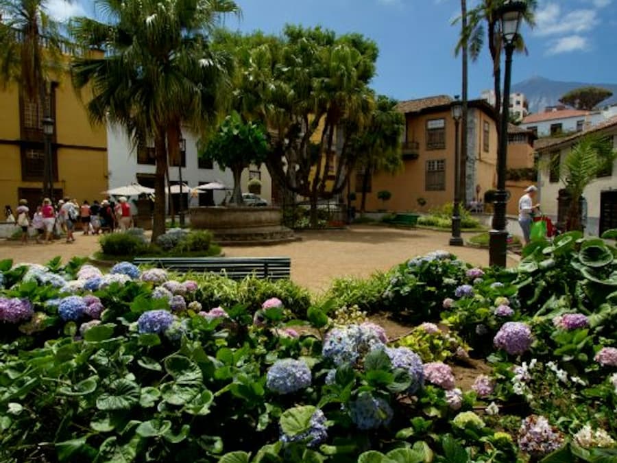 Tenerife Dragon Tree and Botanical Gardens