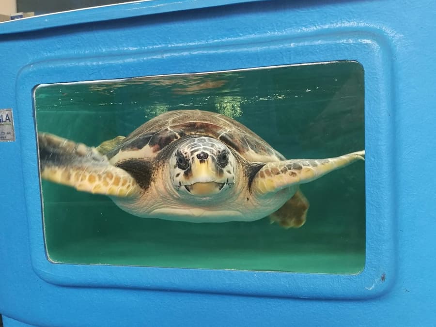 Turtle Point: Entry Ticket