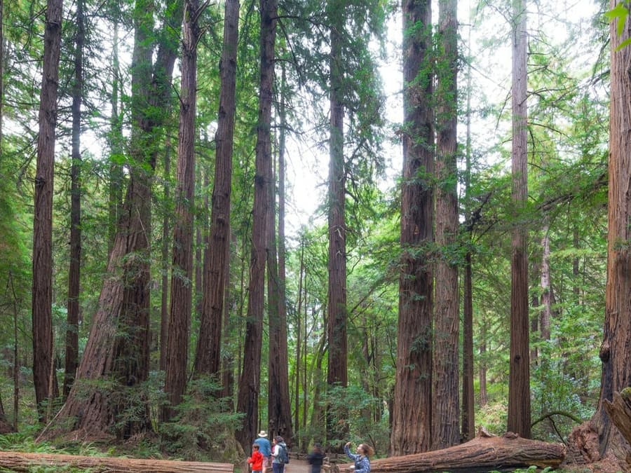 From San Francisco: Half Day Muir Woods Tour, Sausalito Tour and Bay Cruise