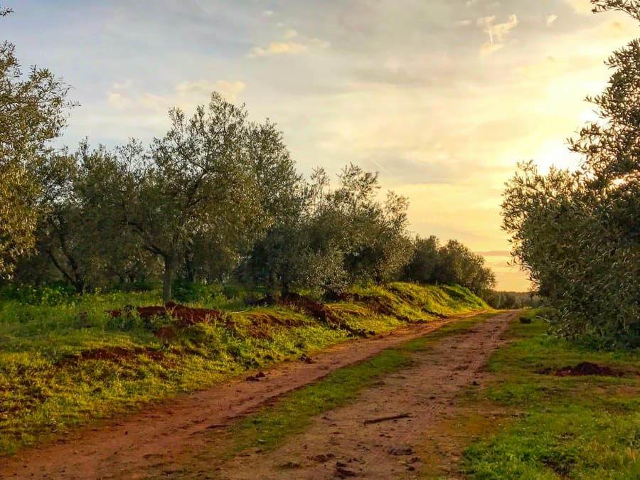 Olive Oil Farm from Seville: Guided Tour