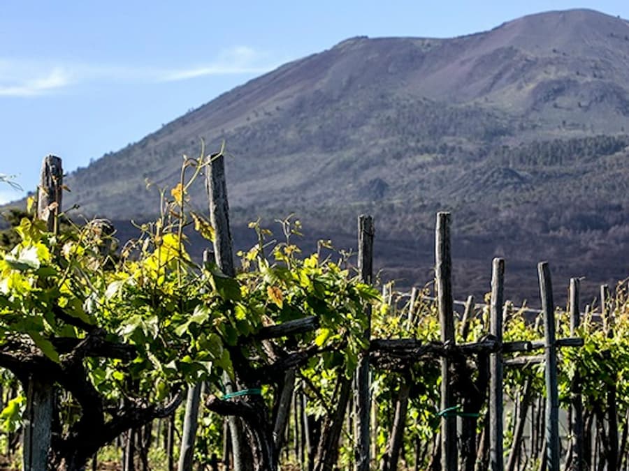 Vesuvius: Wine Tasting