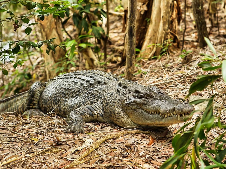 Half-Day Tour of Hartley’s Crocodile Adventures