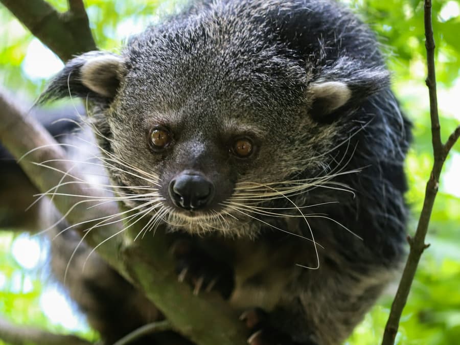 Berlin: Felidae Wildcat and Species Conservation Center Barnim Guided Tour
