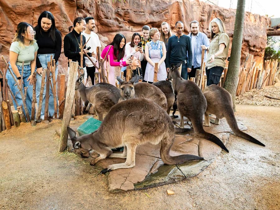 Breakfast with Koalas Tickets at WILD LIFE Sydney Zoo