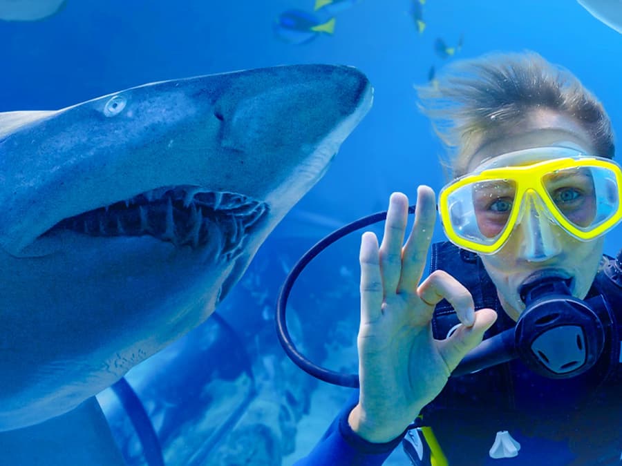 Shark Dive Xtreme Tickets at SEA LIFE Sydney Aquarium