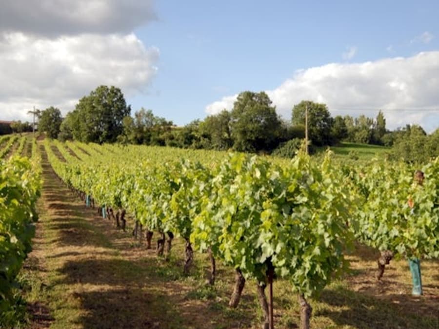 Gaillac: Half-Day Guided Tour from Toulouse + Wine Tasting