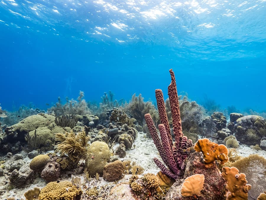 From Pattaya: Nemo Island Guided Trip with Lunch & Drone Photos