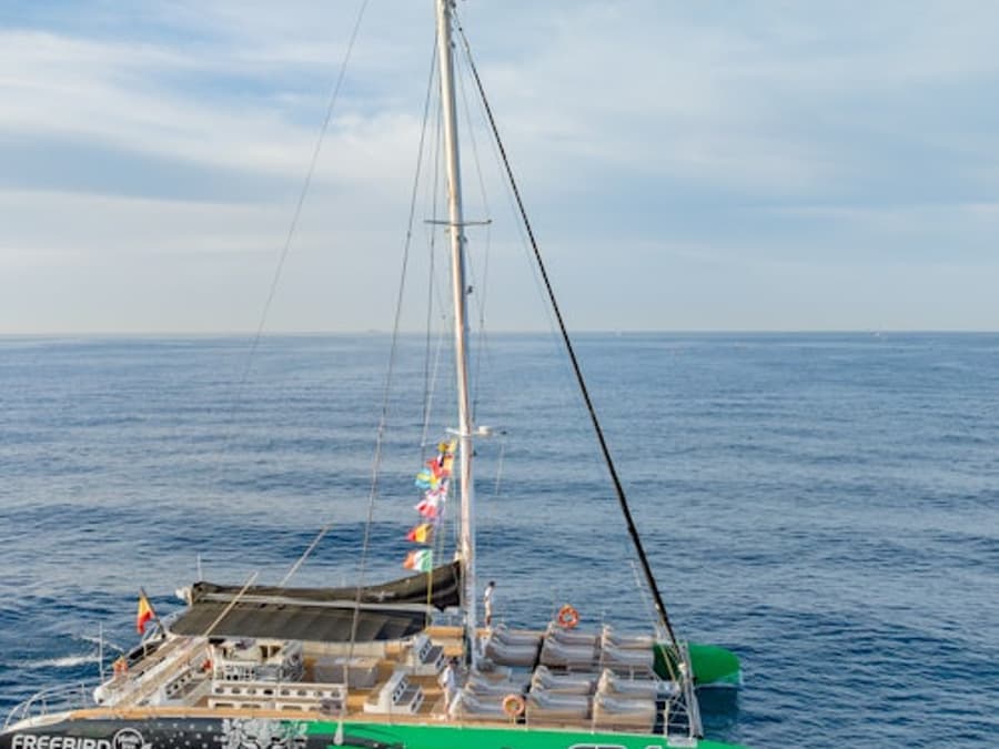 Tenerife: 3-Hour Whale & Dolphin Watching Tour