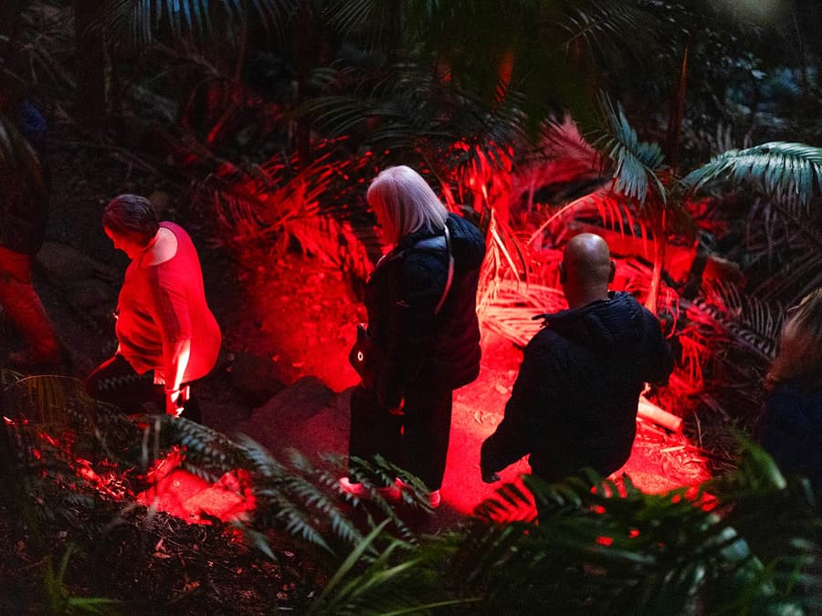 Gold Coast: Mt Tamborine Rainforest Night Walk with Glow Worms & Waterfall