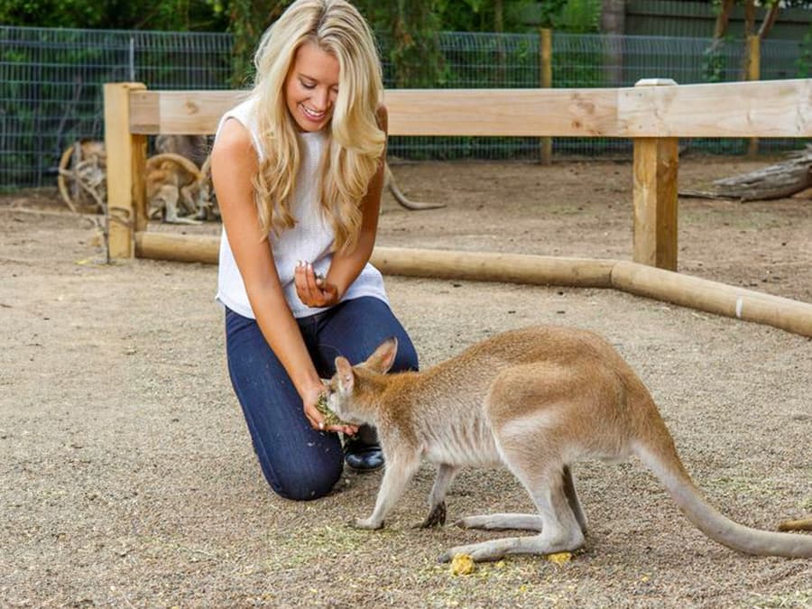 Blue Mountains Tour mit Mittagessen, Scenic World, Zoo, Geführte Bushwalks & Flusskreuzfahrt