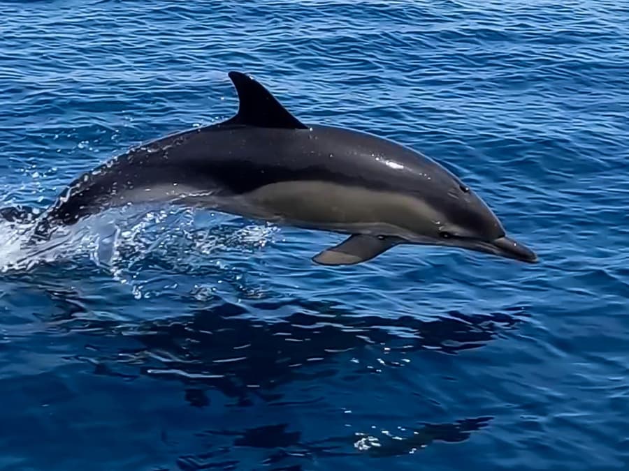 Lisbon Dolphin Watching Cruise
