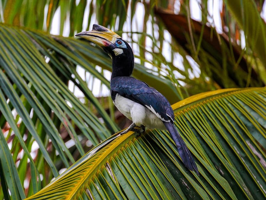 Visita Guiada d'Observació d'Ocells a Langkawi amb Trasllats d'Anada i Tornada
