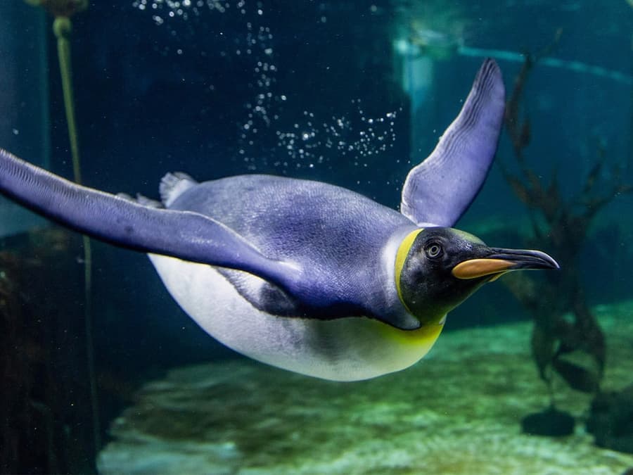 SEA LIFE Sydney Aquarium Tickets