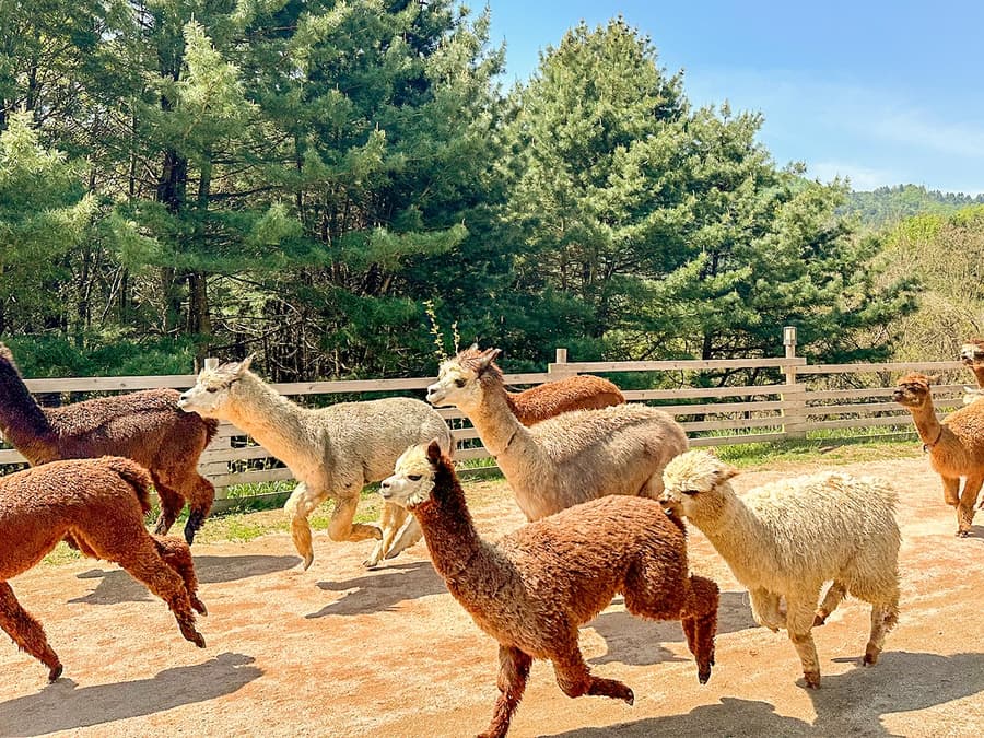 Nami Island Wildlife Exploration Day Tour with Alpaca World