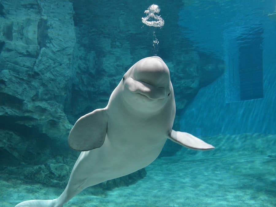 Mga Ticket sa Pampublikong Aquarium ng Daungan ng Nagoya