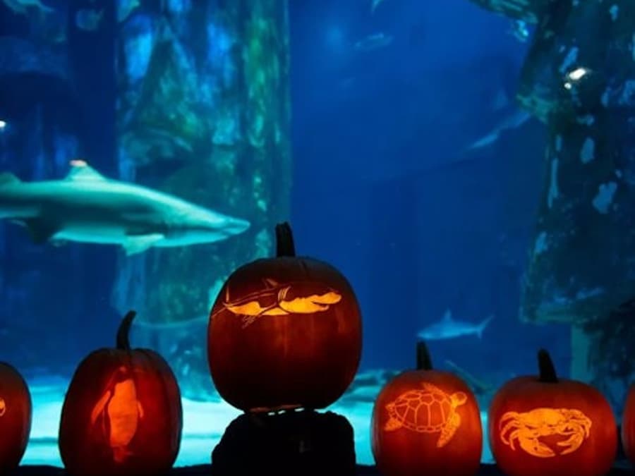 SEA LIFE Oberhausen: Eintrittskarte