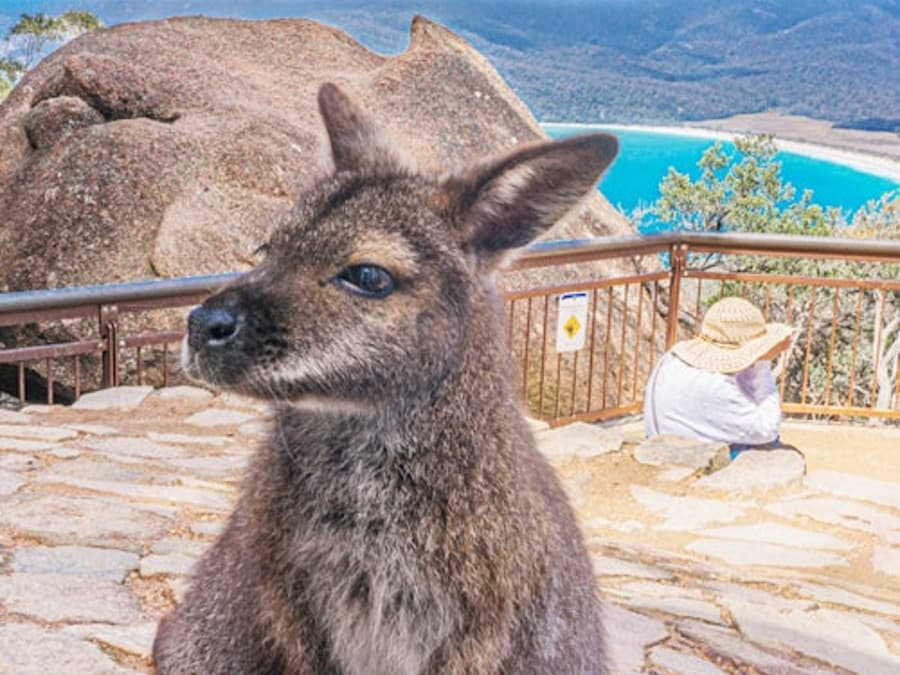 Wineglass Bay, Freycinet National Park & Richmond: Guided Tour + Transfer