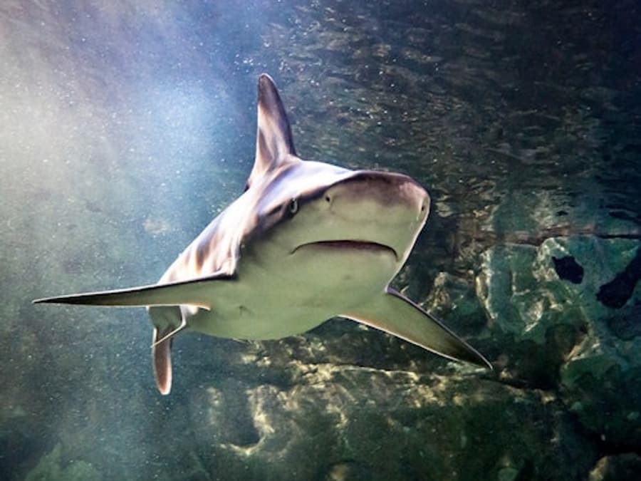 SEA LIFE Оберхаузен: входной билет