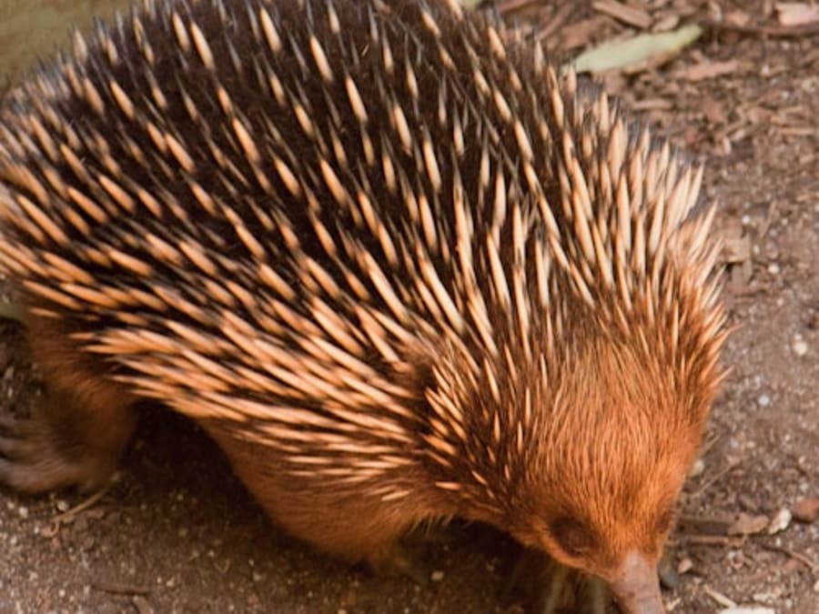 Scenic Bus Tour from Melbourne with Puffing Billy & Healesville Sanctuary