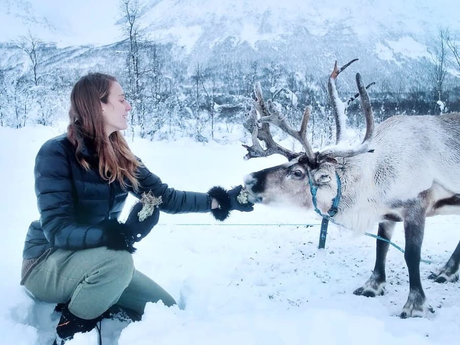 From Tromso: Reindeer Feeding Guided Tour with Chance of Northern Lights