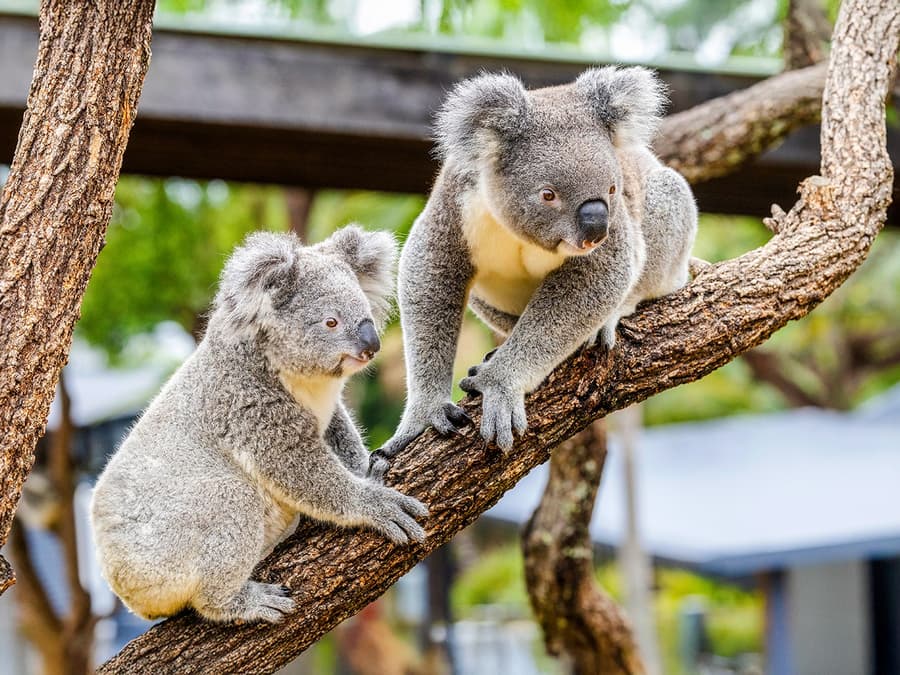 Featherdale Wildlife Park Tickets