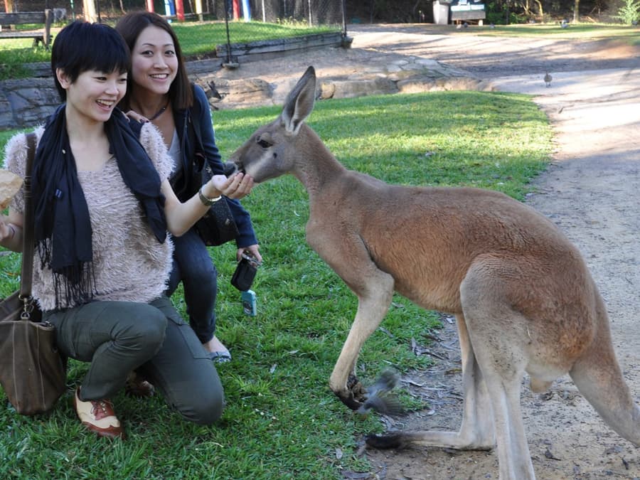 Australian Reptile Park Ticket