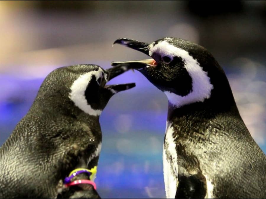 Sumida Aquarium Tickets