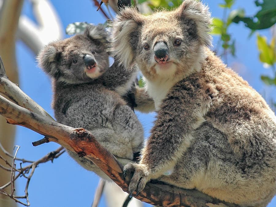 Melbourne'dan: Healesville Hayvanat Bahçesi ve Phillip Adası Turu ile Penguen Geçit Töreni