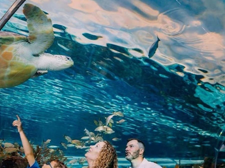 Aquarium Ripley's à Gatlinburg + 2 ou 3 Attractions