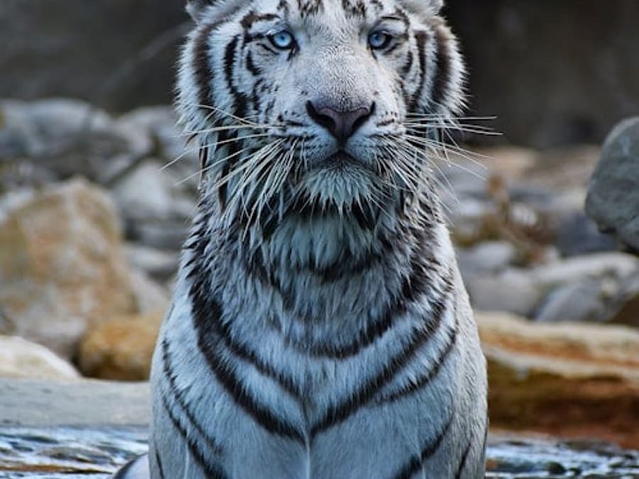Parc Animalier de Barben : Billet d'entrée