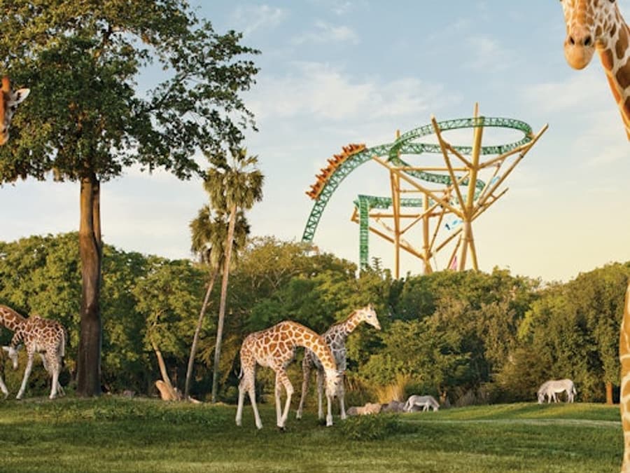 Busch Gardens Tampa: Entry Ticket with Optional Quick Queue