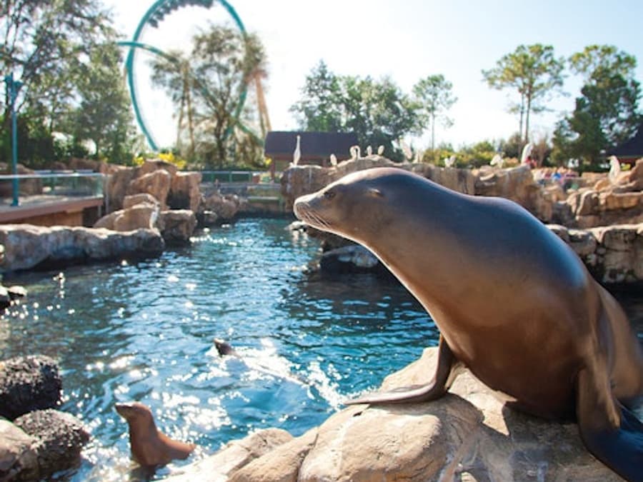 SeaWorld Orlando: Entry Ticket + Optional All-Day Dining Deal