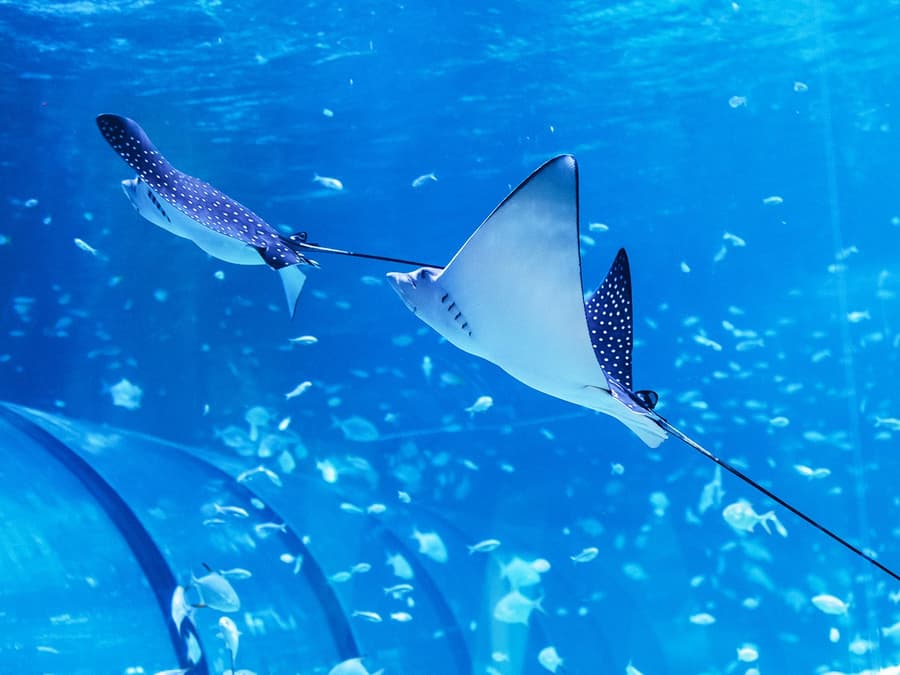 Tickets to National Aquarium Abu Dhabi with Bu Tinah Dhow Experience
