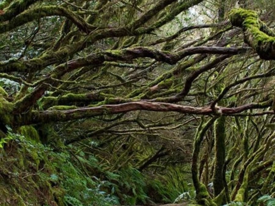 Parque Rural de Anaga: Guided Forest Tour with Wellness Activities