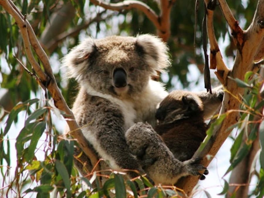 Parchi Naturali di Phillip Island: Ingresso alla Riserva per la Conservazione dei Koala