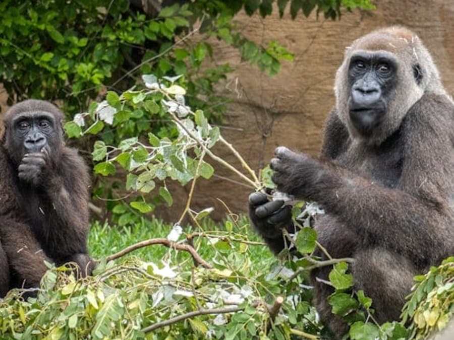 Bioparc Fuengirola Jegyek
