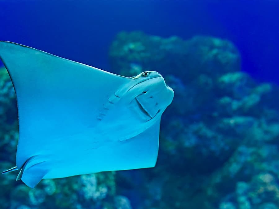 普吉島水族館外國旅客團體優惠票：3人及以上團體